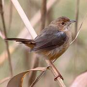 Red-faced Cisticola