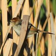 Levaillant's Cisticola