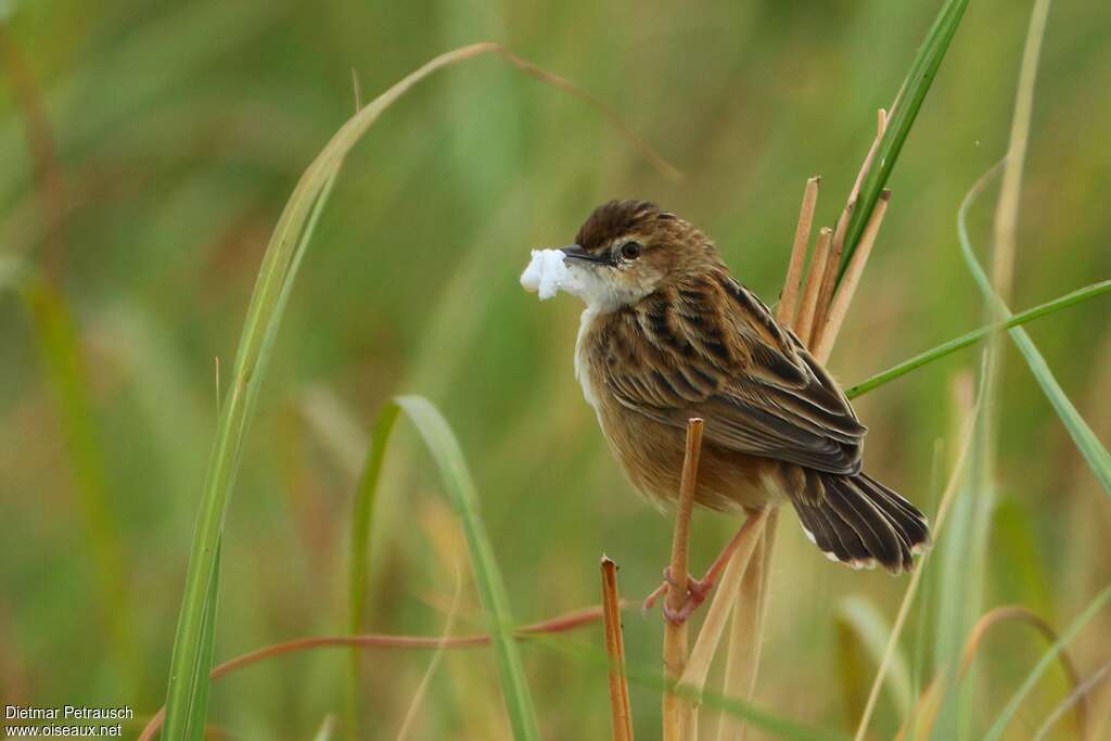 Zitting Cisticolaadult, Reproduction-nesting