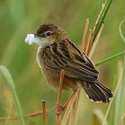 Zitting Cisticola