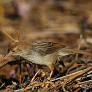 Rattling Cisticola