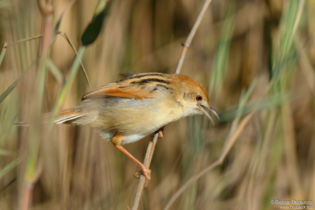 Rufous-winged Cisticolaadult