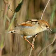 Rufous-winged Cisticola