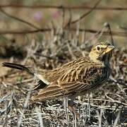 Large-billed Lark