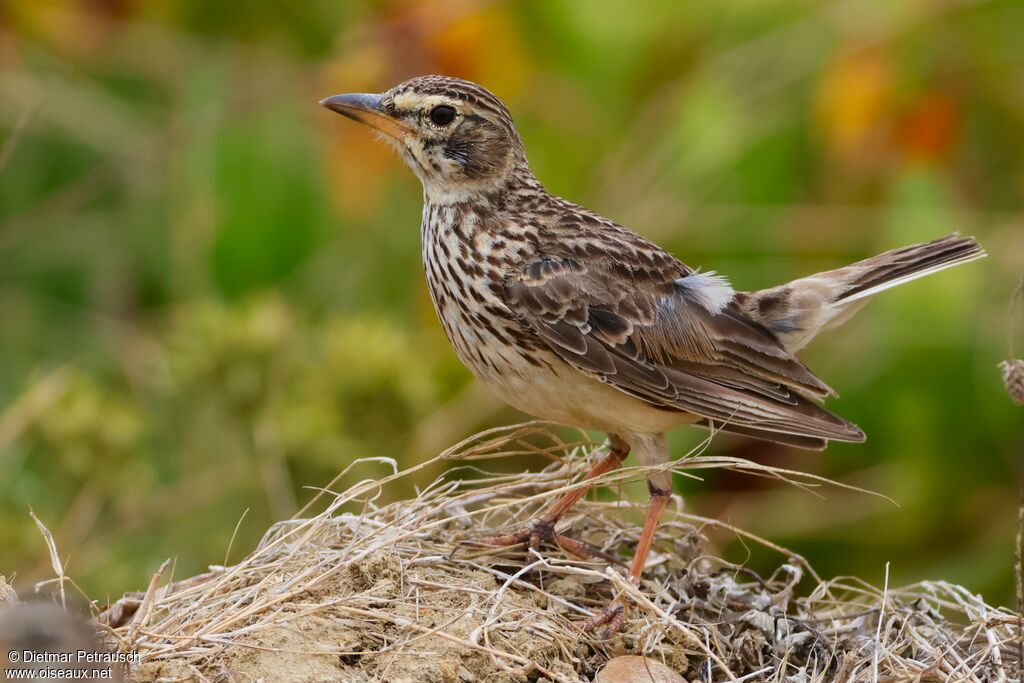 Cochevis à gros becadulte