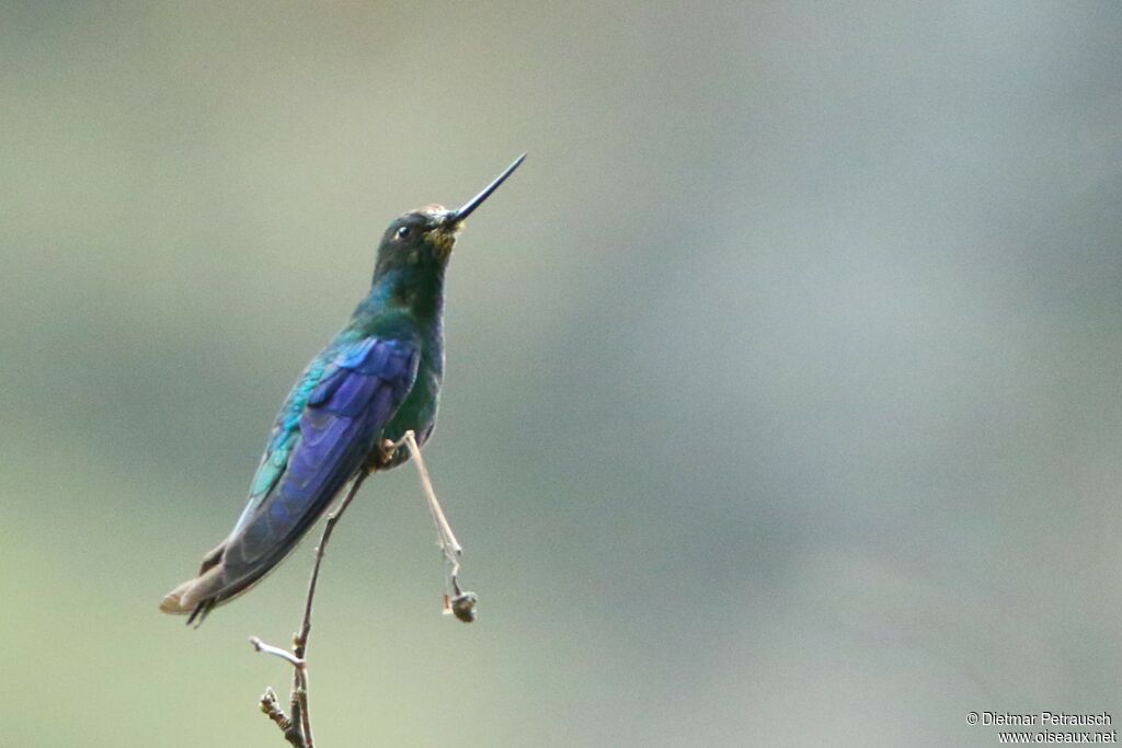 Colibri à ailes saphiradulte