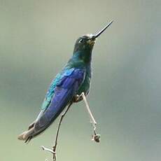 Colibri à ailes saphir