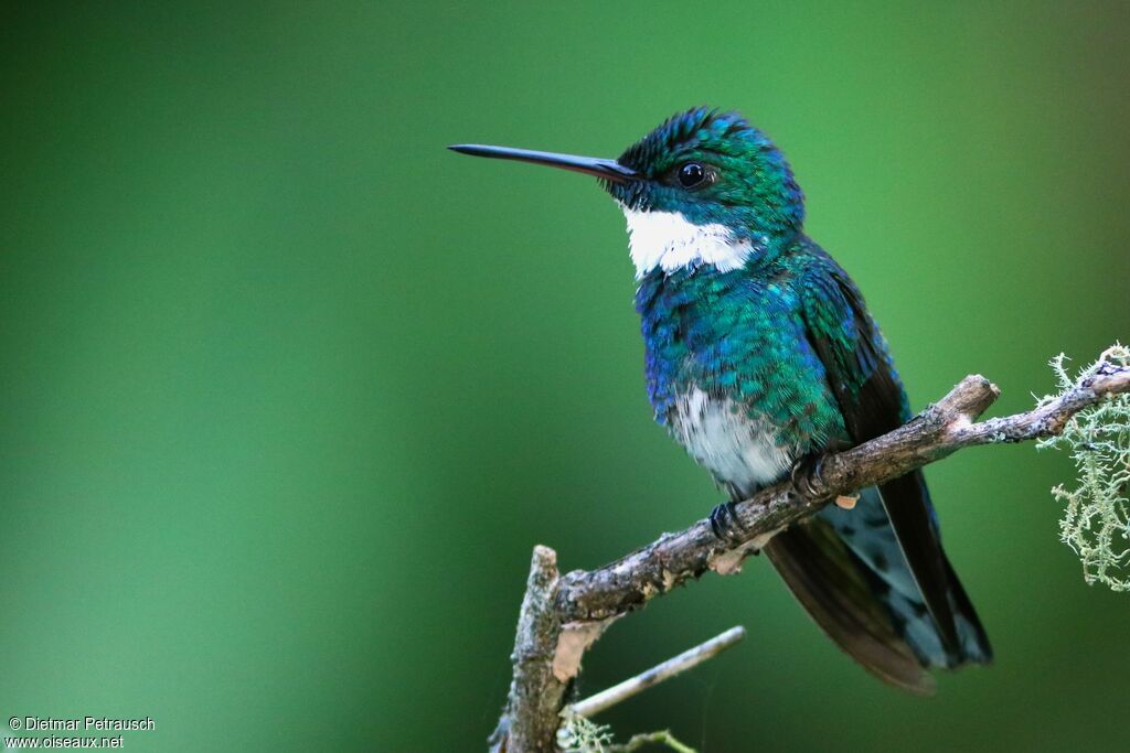 White-throated Hummingbirdadult