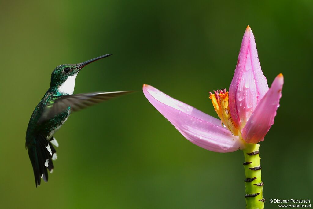 White-throated Hummingbirdadult