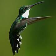 White-throated Hummingbird