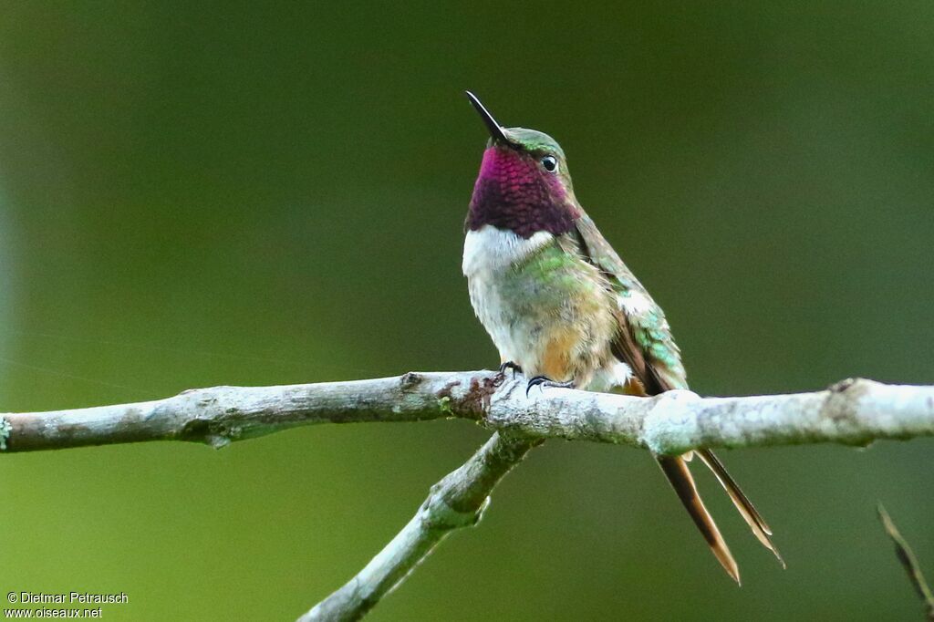 Colibri améthyste mâle adulte