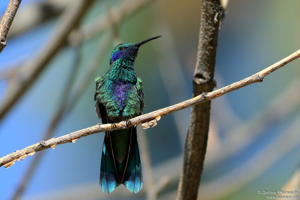 Colibri anaïs mâle adulte