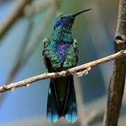 Sparkling Violetear