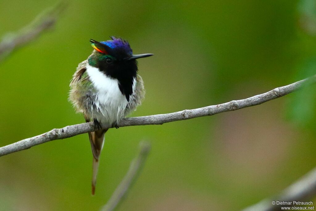 Colibri aux huppes d'or mâle adulte