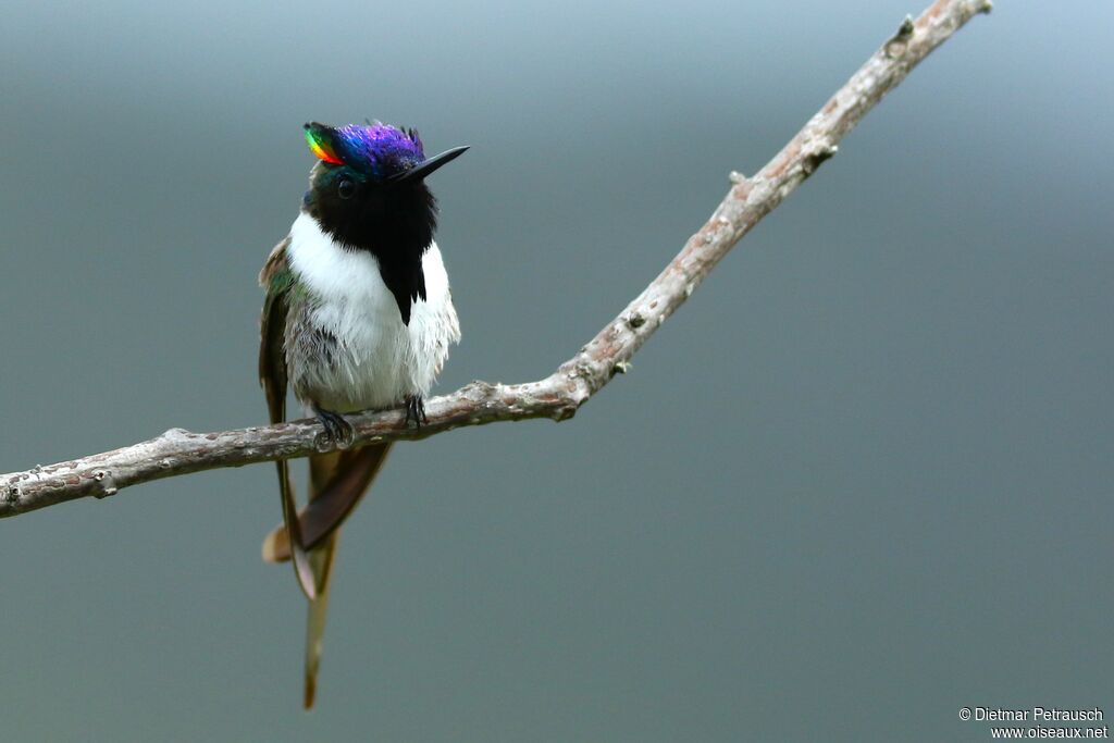 Horned Sungem male adult