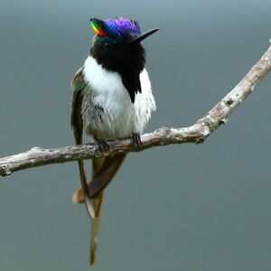 Colibri aux huppes d'or