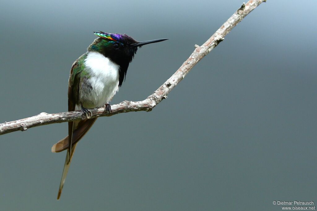 Colibri aux huppes d'or mâle adulte