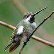 Colibri corinne