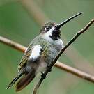 Colibri corinne