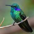 Colibri cyanote