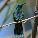 Colibri d'Anaïs