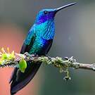 Colibri d'Anaïs
