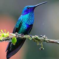 Colibri d'Anaïs