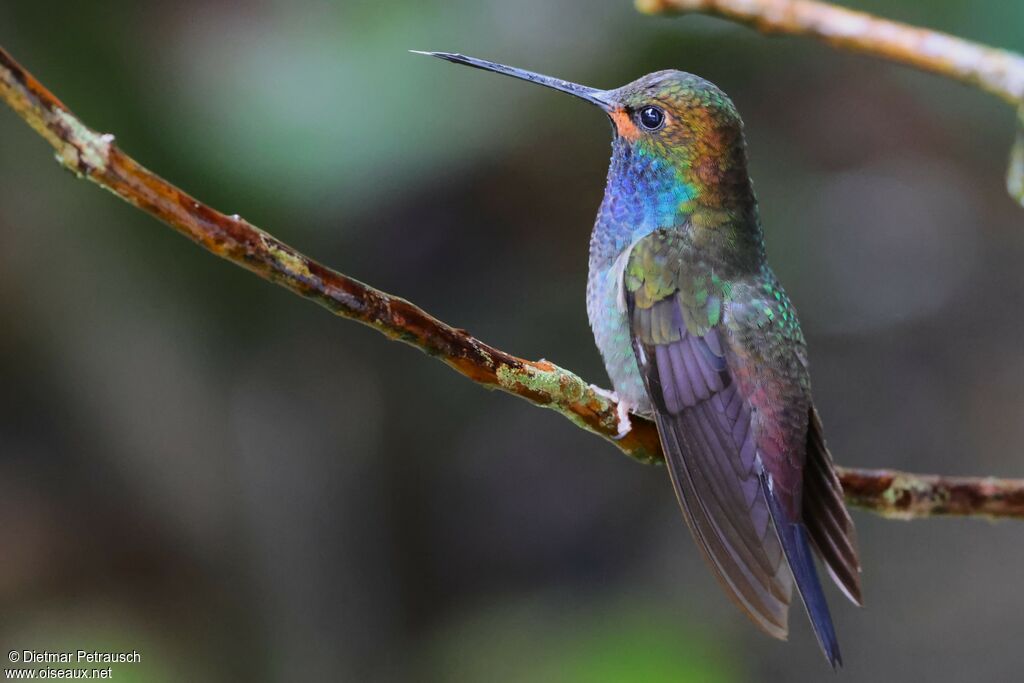 Colibri de Bouguer