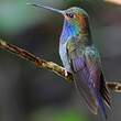 Colibri de Bouguer