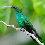 Colibri de Buffon