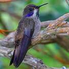 Colibri de Delphine