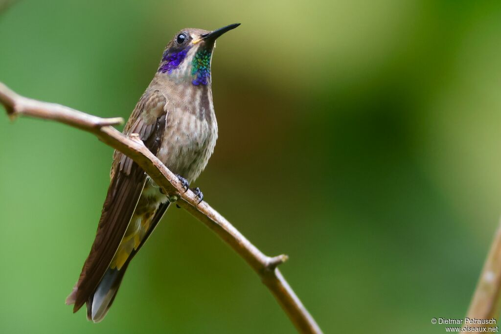Colibri de Delphineadulte