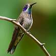 Colibri de Delphine