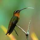 Colibri de Dohrn