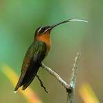 Colibri de Dohrn