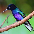 Colibri de Jardine