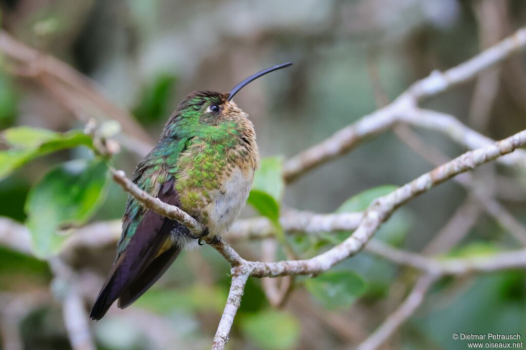 Colibri de Lafresnaye