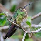 Colibri de Lafresnaye