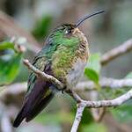 Colibri de Lafresnaye