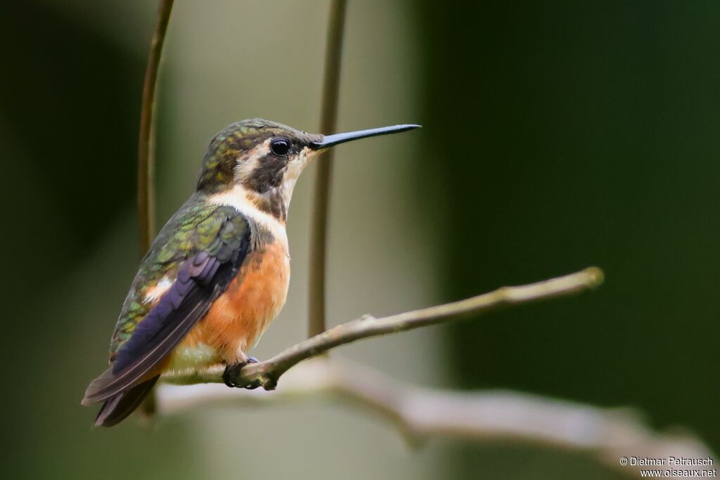 Colibri de Mitchell femelle adulte