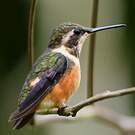 Colibri de Mitchell
