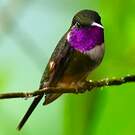 Colibri de Mitchell