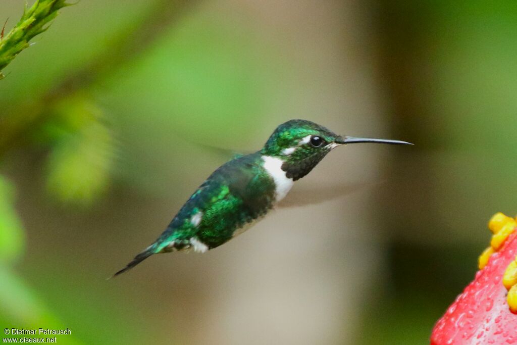 White-bellied Woodstar male adult