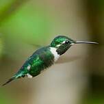 Colibri de Mulsant