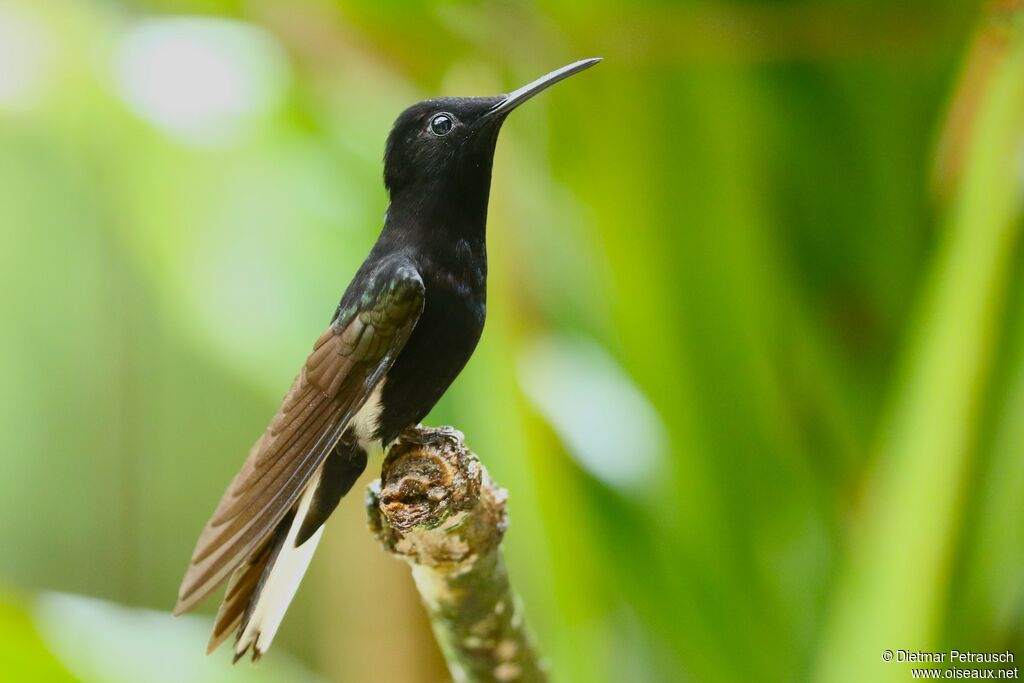 Colibri demi-deuiladulte