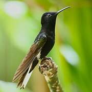 Black Jacobin