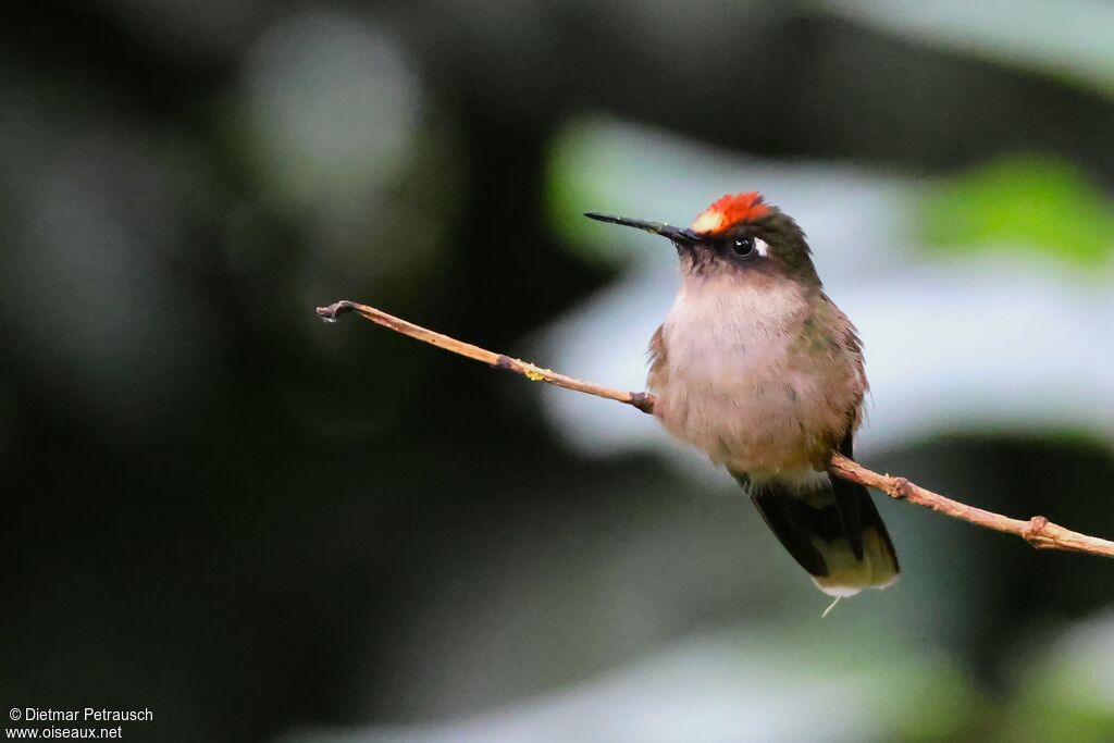 Colibri du Tolima