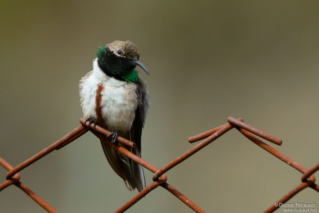 Colibri estelle mâle adulte