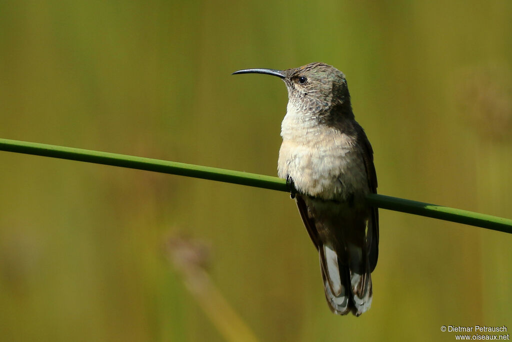 Andean Hillstar female adult