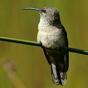 Colibri estelle